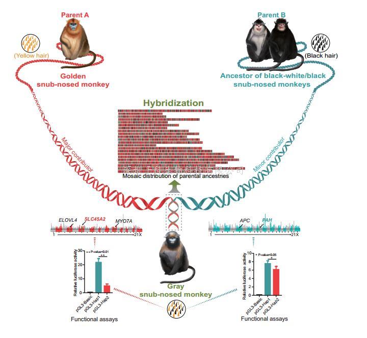 云南大学Science发文：灵长类动物黔金丝猴杂交起源和其独特毛色产生的分子机制