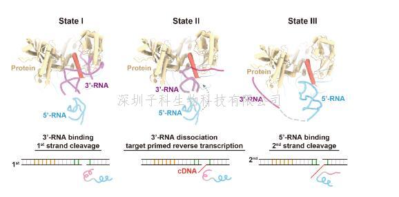 自私的基因！刘俊杰课题组揭示逆转座子在基因组上跳跃的分子机制