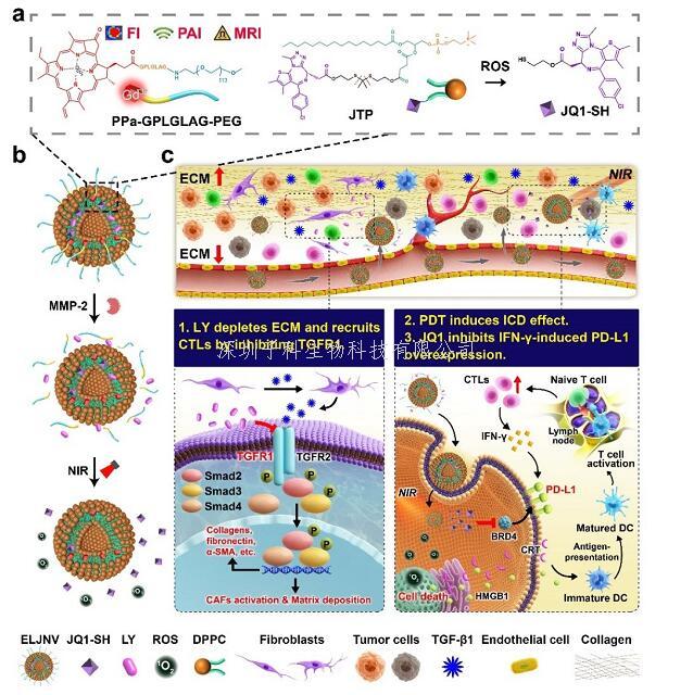 Nat Commun | 上海药物所发现克服肿瘤免疫耐受增强免疫疗效新方法
