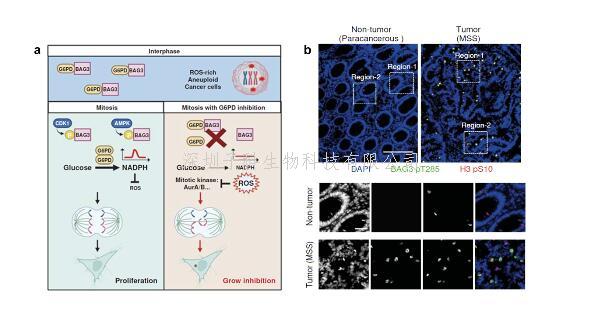 Nat Metab杨振业课题组揭示NADPH促进非整倍体肿瘤细胞分裂的调控机制