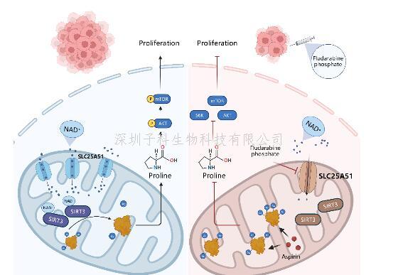 Cell Death Differ |罗建沅团队揭示SLC25A51是抑制肿瘤生长的新靶点