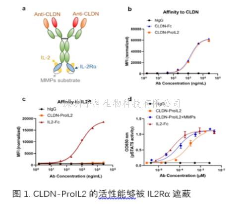 Science子刊：开发靶向CLDN18.2的细胞因子前药