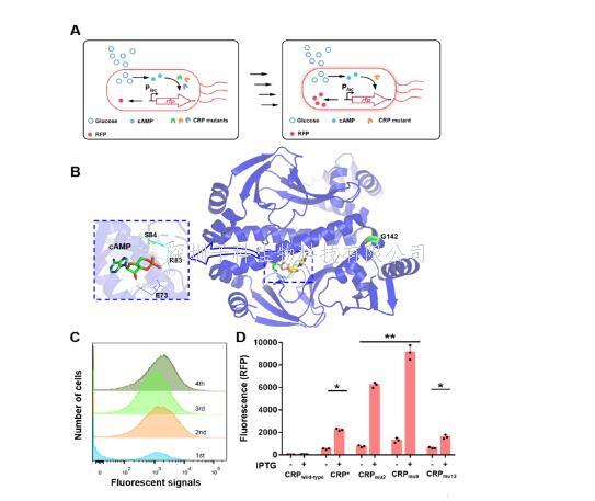 微生物所唐双焱研究团队改造CRP全局转录调控蛋白构建高效生物合成底盘菌