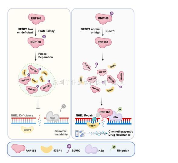 生命科学学院郑晓峰课题组揭示SUMO化修饰通过调控液-液相分离来影响NHEJ修复效率和肿瘤细胞耐药的分子机制