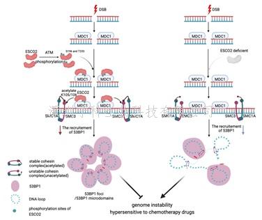 生命科学学院郑晓峰课题组揭示乙酰转移酶ESCO2通过稳定Cohesin复合物促进NHEJ修复的作用和机制