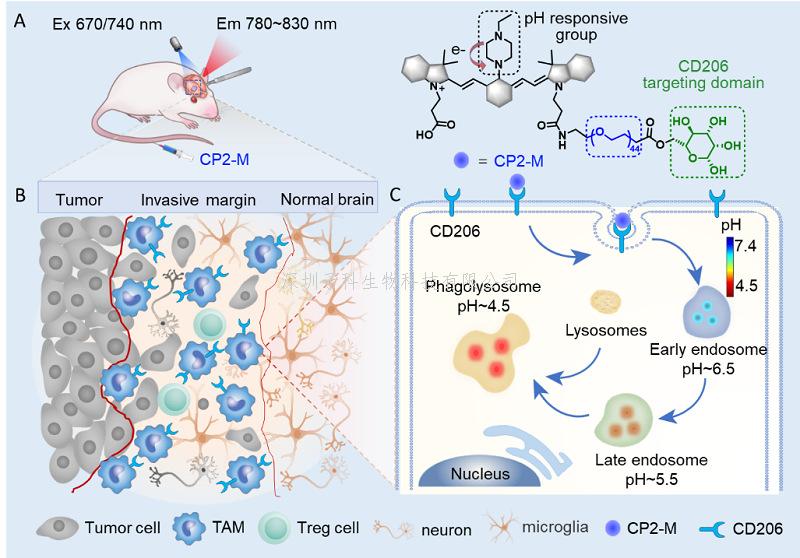 李聪课题组提出可视化免疫抑制巨噬细胞定位胶质瘤边界新策略