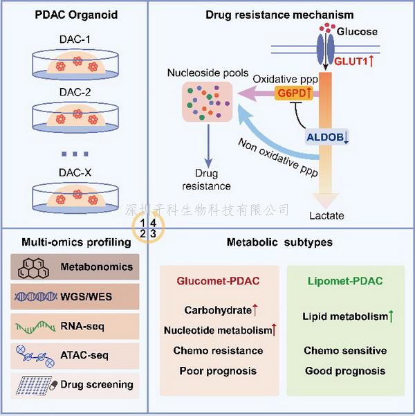 高栋组、陈洛南组和杨巍维组合作揭示胰腺癌代谢分型及化疗耐药机制