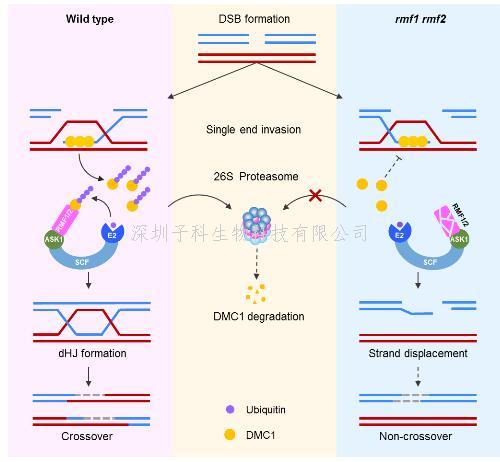 王应祥组揭示真核生物减数分裂特异重组酶DMC1的泛素化及降解机制