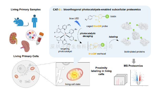 陈鹏/樊新元团队报道用于原代生物样品研究的生物正交光催化邻近标记技术CAT-S