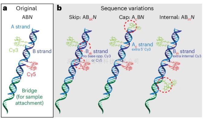 创新单分子荧光成像FRETfluor标签 用Cy3、Cy5和DNA构建27种标签的新调色板