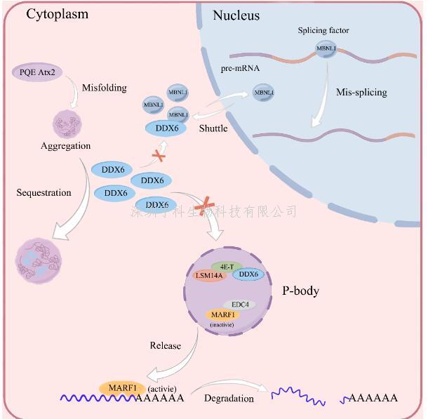 胡红雨组揭示Ataxin-2蛋白通过募集RNA解旋酶DDX6影响细胞P-body稳态的分子机制