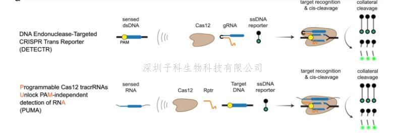 Cas12核酸酶检测RNA新方法：TracrRNA重编程 让靶向DNA的Cas12核酸酶直接检测与pam无关的RNA