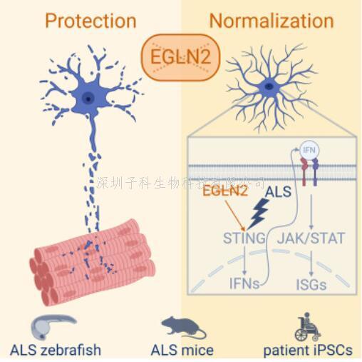 肌萎缩侧索硬化症模型：靶向EGLN2/PHD1可保护运动神经元