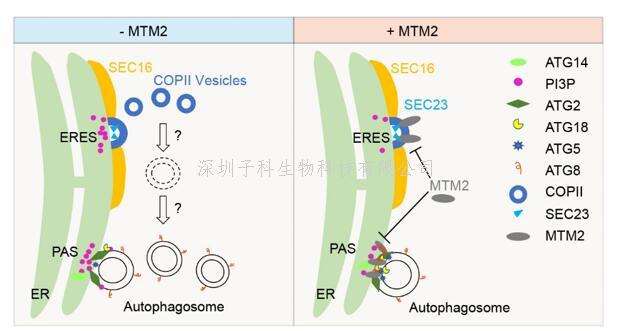 上海交大龚清秋课题组发现PI3P磷酸酶特异负调控COPII介导的蛋白分泌与自噬的机制