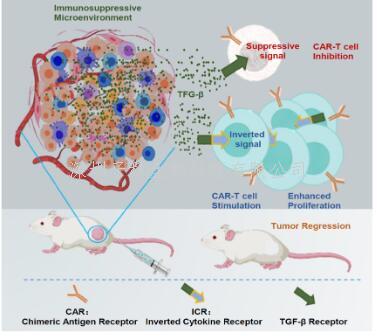Molecular Therapy|邓宏魁/白云团队通过逆转TGF-β信号增强嵌合抗原受体