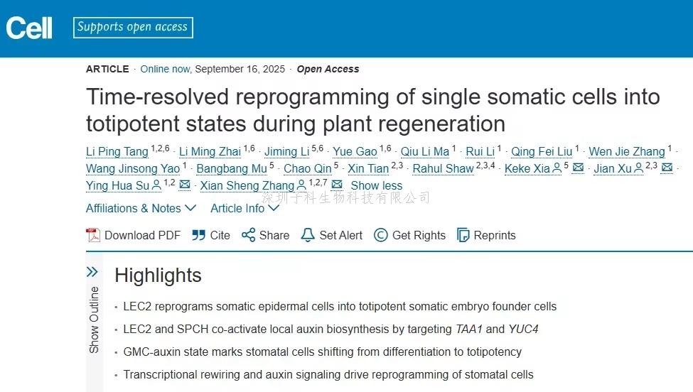 Cell：细胞“返老还童”记—— LEC2如何“劫持”气孔发育通路以启动胚胎程序