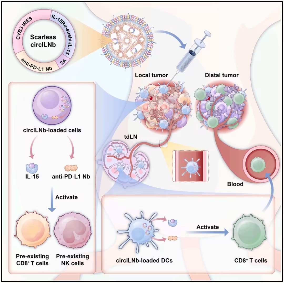 Cell子刊：我国学者开发环状RNA疗法，局部递送IL-15和抗PD-L1纳米抗体，治疗冷肿瘤