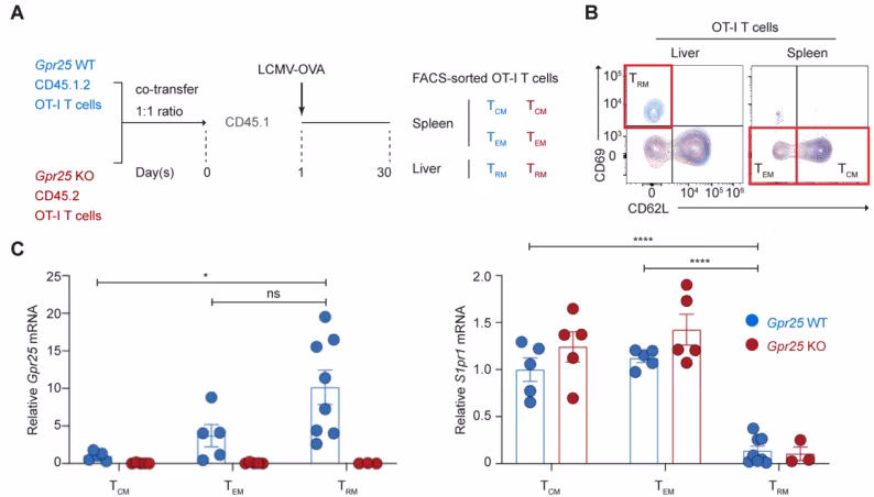 Science子刊：新研究发现GPR25促进肺部和肝组织驻留记忆CD8 T细胞的形成