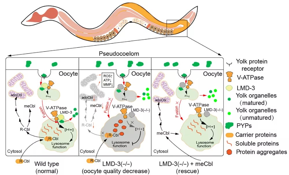 Science子刊：山东大学李文斐/张哲发现生殖能力的关键因子