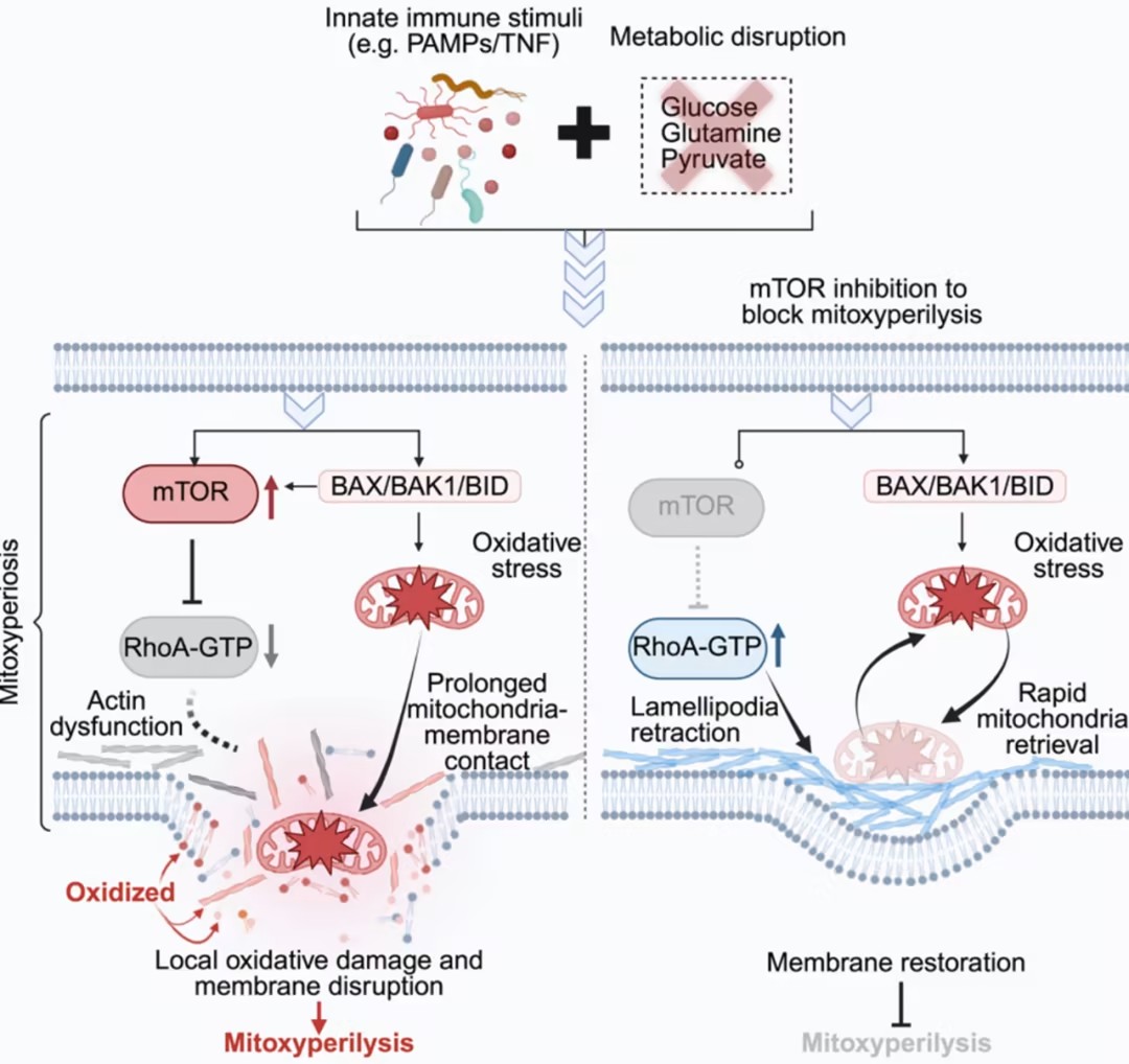 Cell ：中国博后一作！发现全新细胞死亡方式，由线粒体氧化驱动，可用于癌症治疗