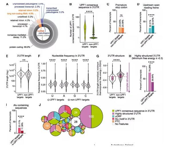 Neuron：肌萎缩侧索硬化症患者的细胞RNA质量控制系统存在故障