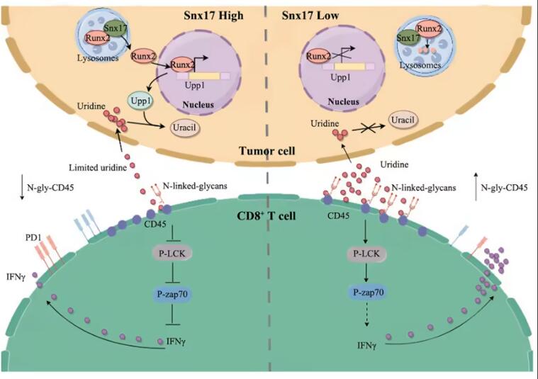 Cell Metab：尿苷也能抗肿瘤，南方医科大学梁莉/王志章表明尿苷耗竭通过N-糖基化降低抗肿瘤活性