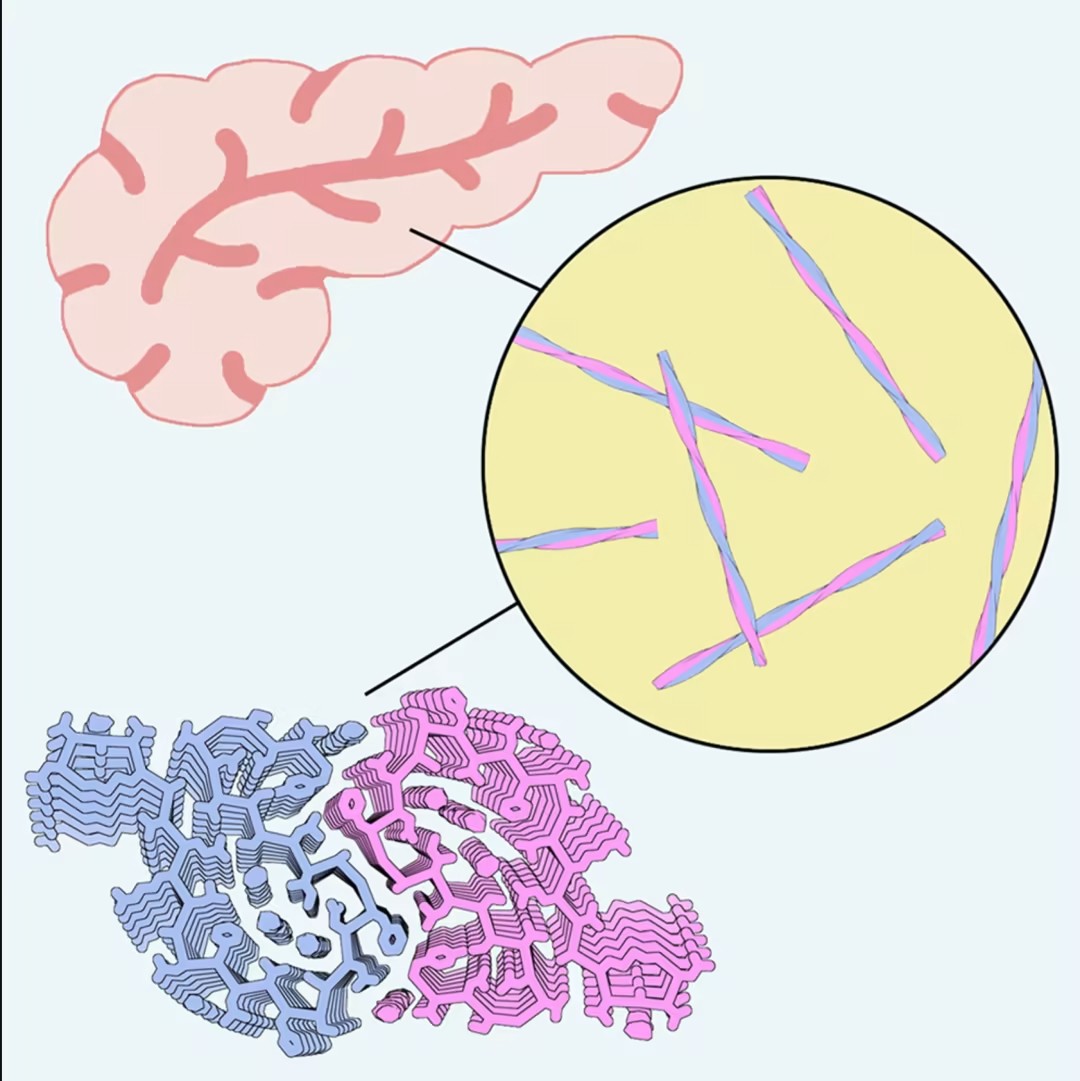 上海交通大学拿下2026年首篇Cell