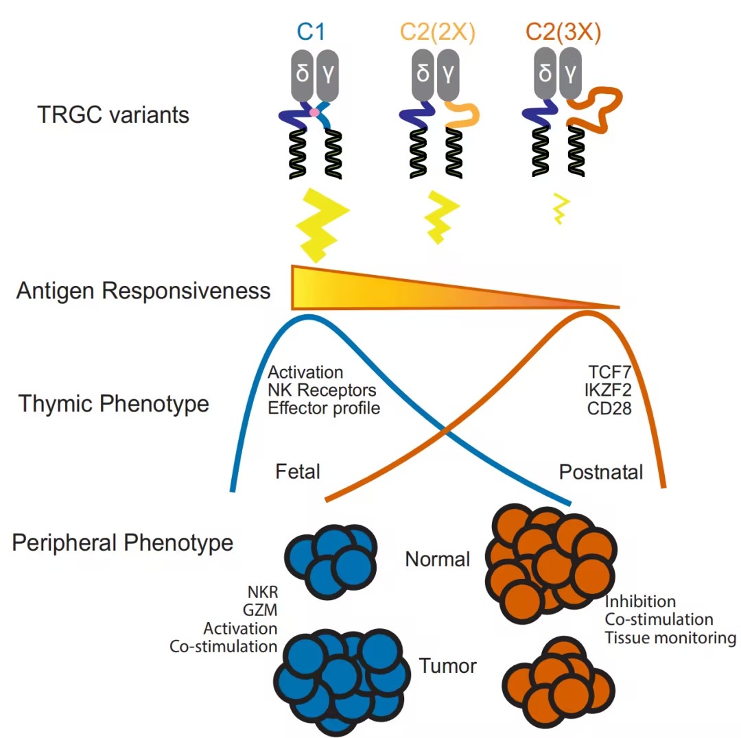 Sci Immunol：T细胞受体“恒定区”竟是功能旋钮！Cγ1/Cγ2选择决定γδ T细胞杀伤或修复命运