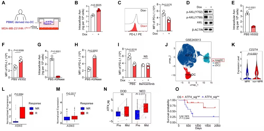 Cancer Res：节拍化疗如何激活“免疫记忆”？中山大学马骏/梁晓宇/ 陈雨沛等发现肿瘤细胞释放天冬酰胺是关键信号分子