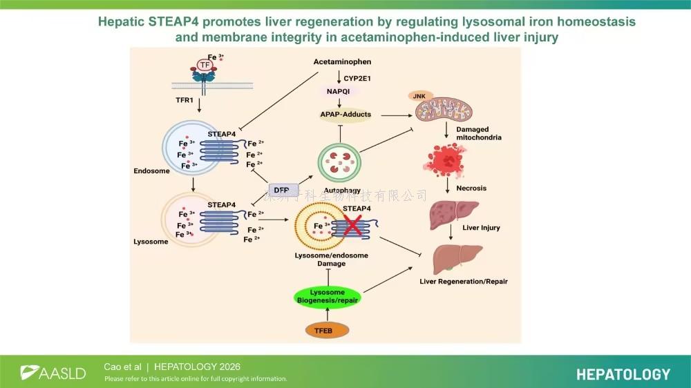 Hepatology：丁文兴团队解锁肝损伤修复“密码”，STEAP4蛋白维持溶酶体健康，促进肝脏再生