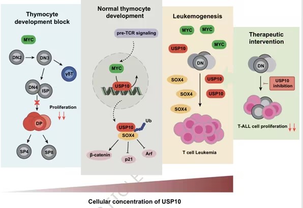 Nat Communi：白血病治疗新靶点！中南大学赵斌等团队揭示去泛素化酶USP10是关键，其抑制剂在小鼠模型中显效