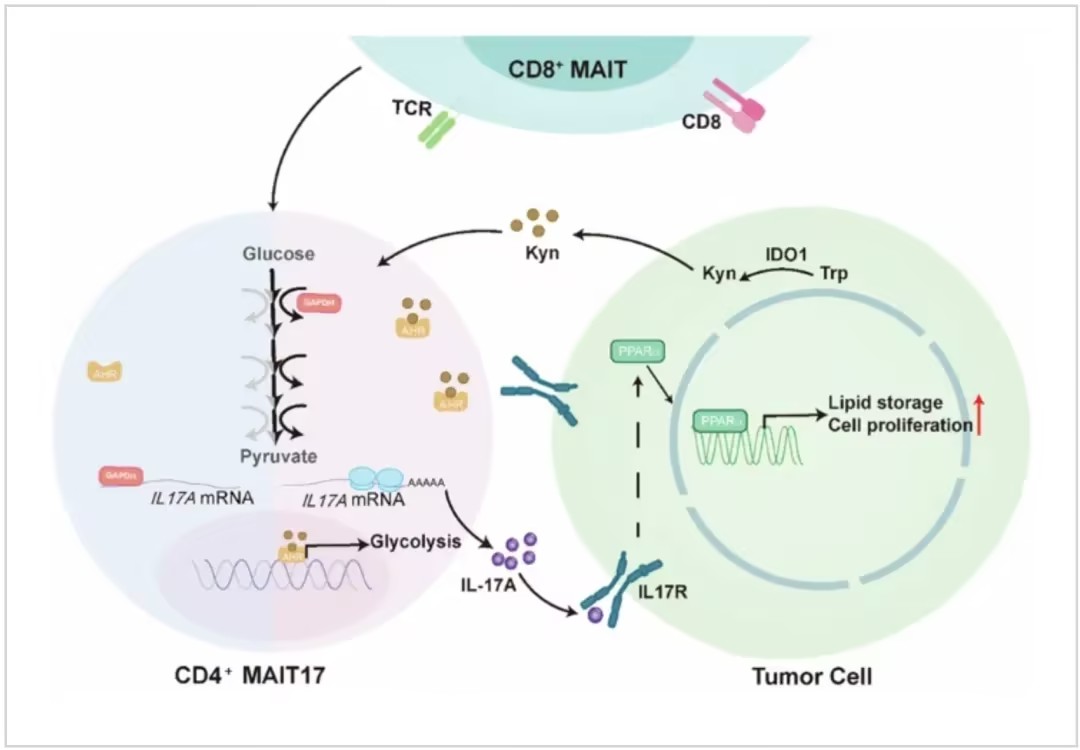 CMI：肝脏免疫“双面间谍”！中国科学技术大学白丽等团队破解肿瘤如何用“代谢密语”策反MAIT细胞促癌