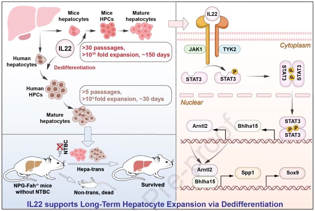 J Hepatol：肝细胞的“永生”密码，谢欣/郭任发现IL-22是支持肝细胞长期扩增的关键因子