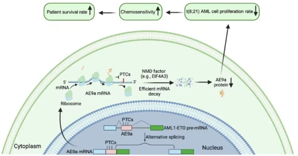 Leukemia：t(8;21)白血病的“隐形质检员”，深圳大学于力等发现EIF4A3如何通过无义介导衰变控制致癌异构体剂量