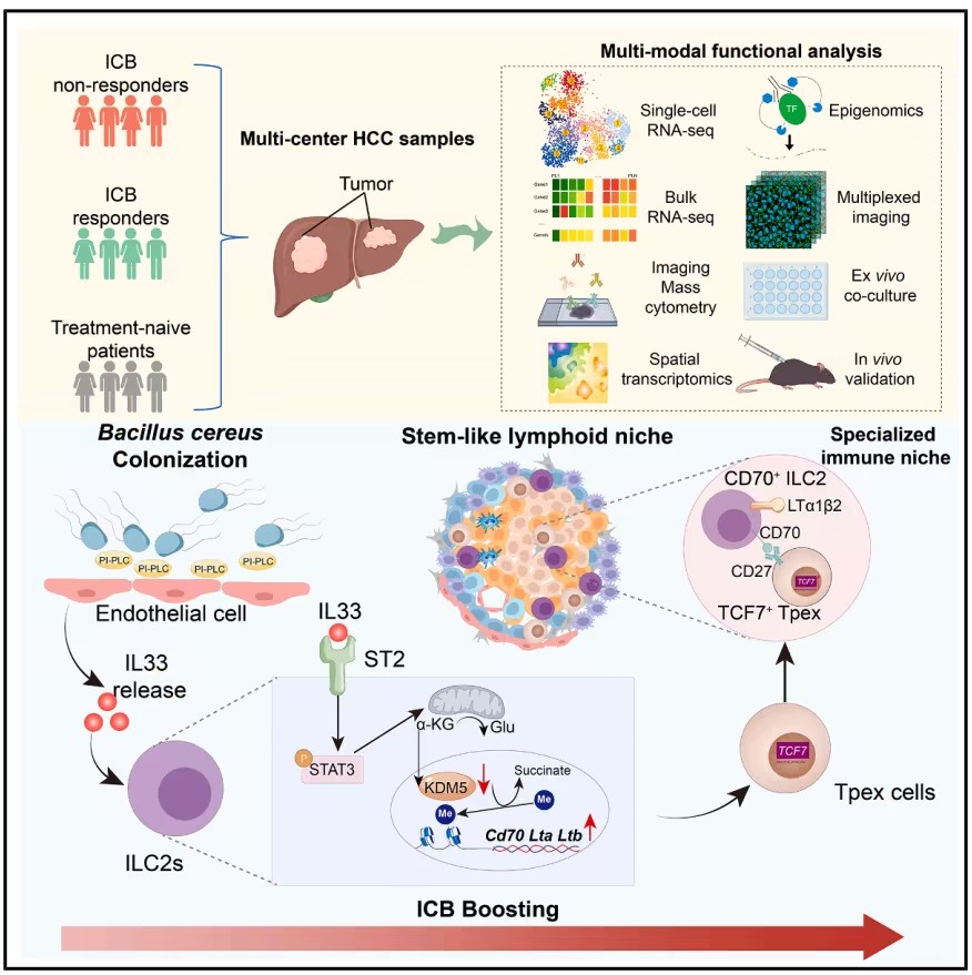 Cancer Cell：陈云/滕皋军揭示瘤内细菌“助攻”PD-L1疗法，重构抗肿瘤免疫微环境