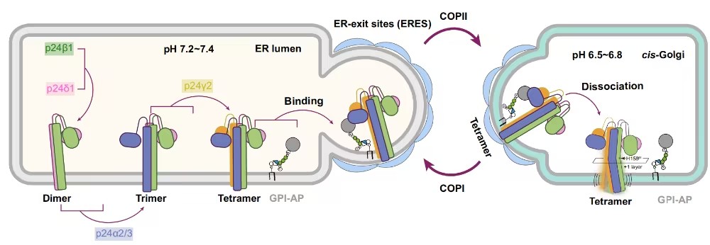 PNAS：华中科技大学于洪军团队解析人p24受体三种pH状态结构，确立异源四聚体为GPI-AP运输最小功能单元